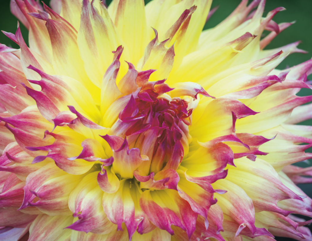 Good Value™ Flowers - Spiral Calendar 54