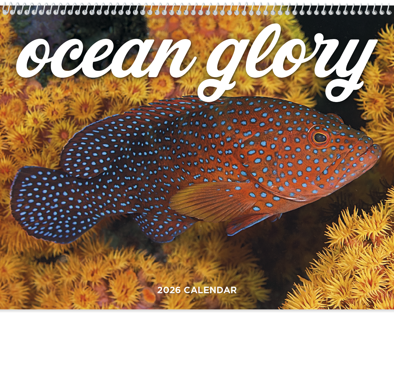 Good Value™ Ocean Glory - Spiral Calendar 34