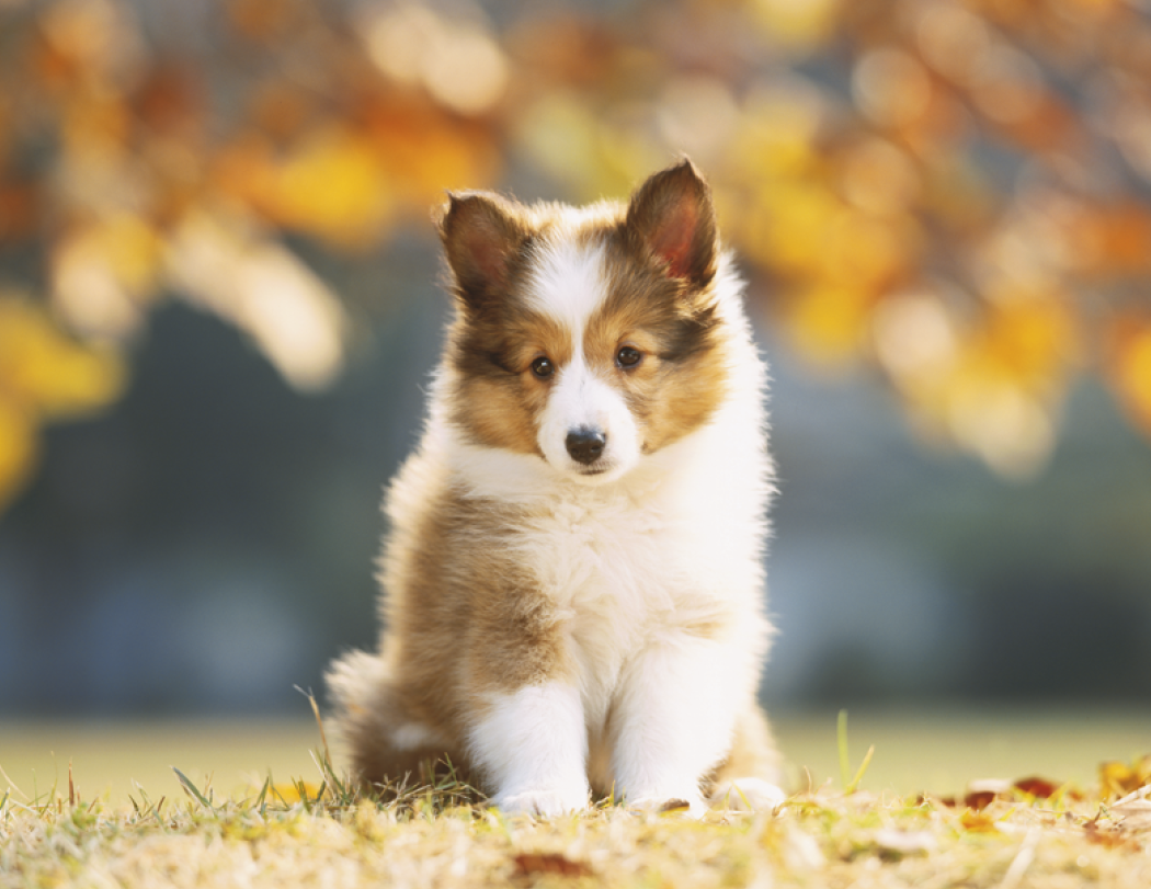 HotLine® Products Four Paws Appointment Calendar - Stapled 2