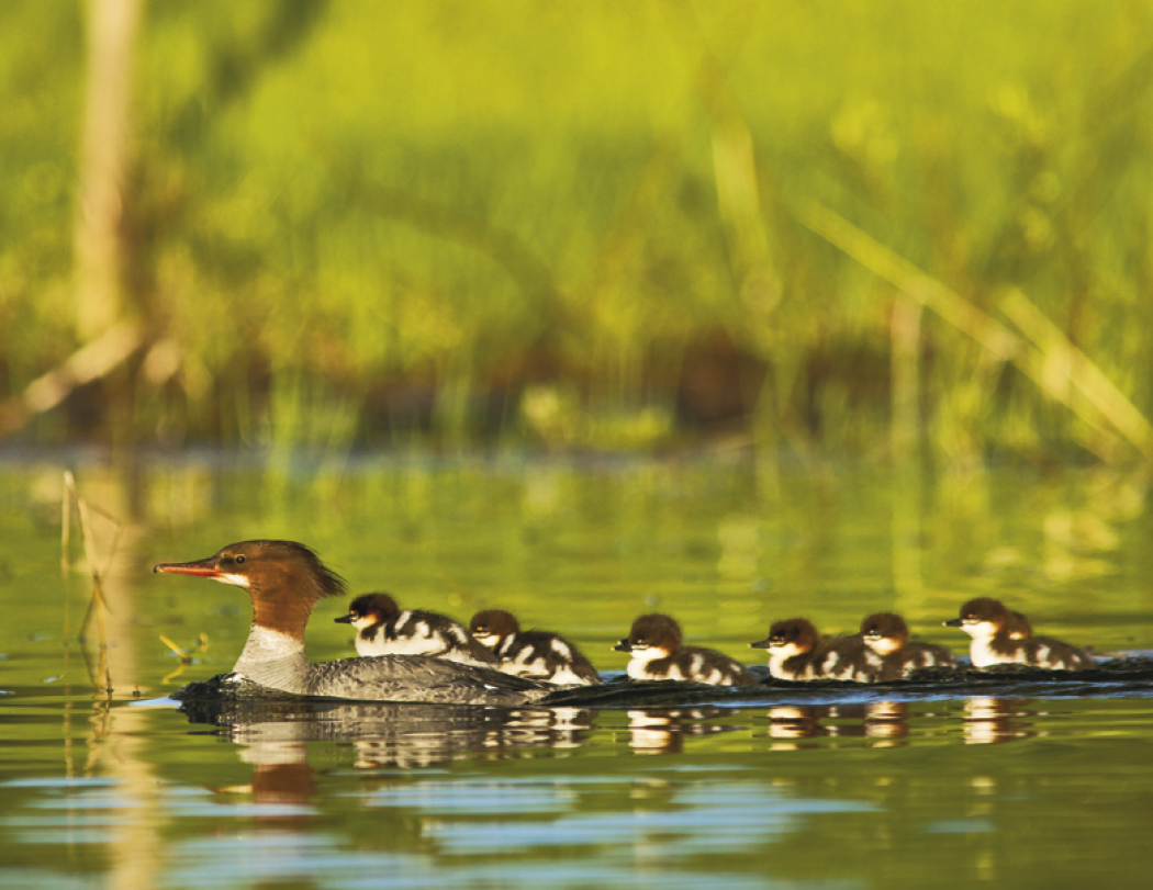 Triumph® Calendars North American Wildlife Calendar 1