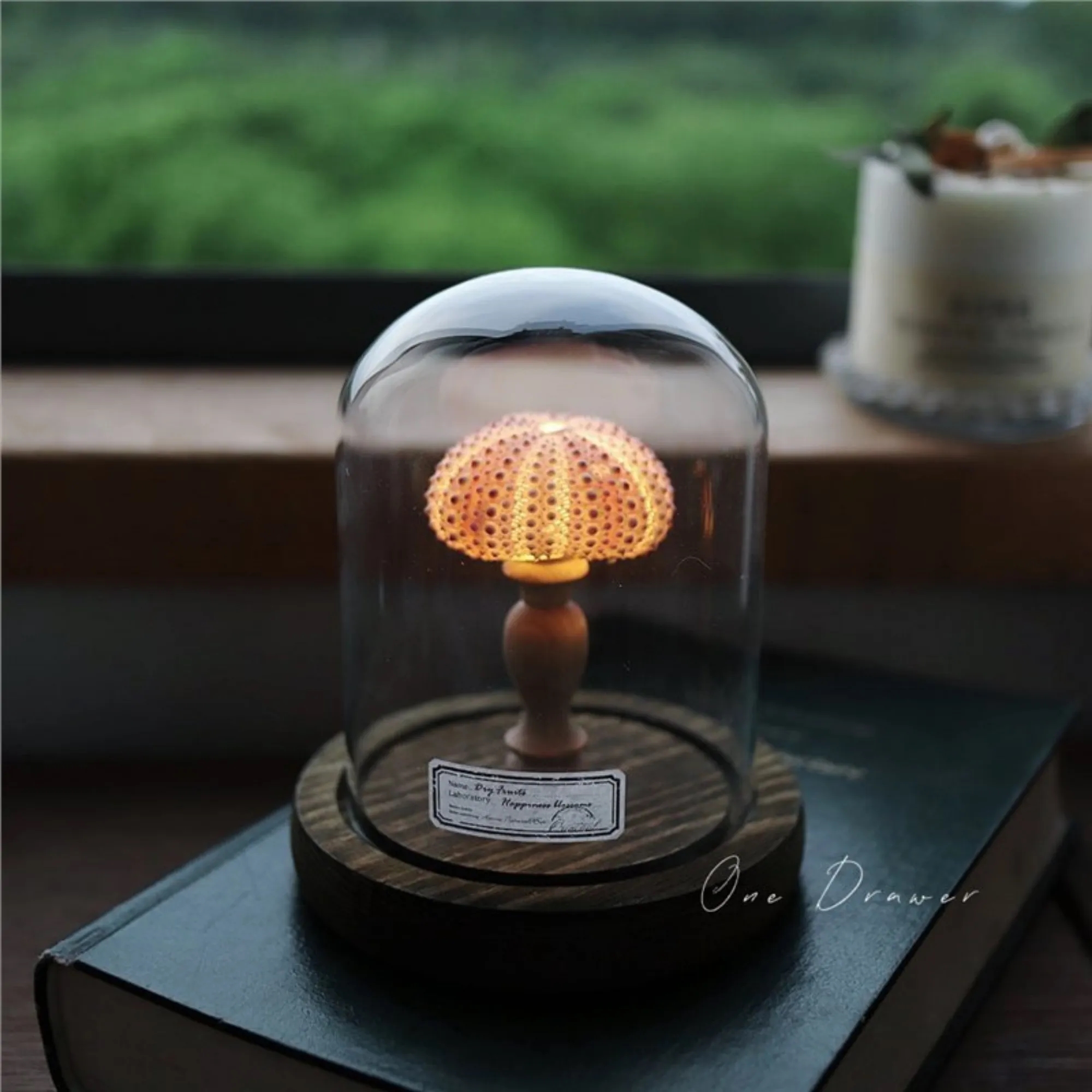 Illuminated Seashell Ornament Ambient 5