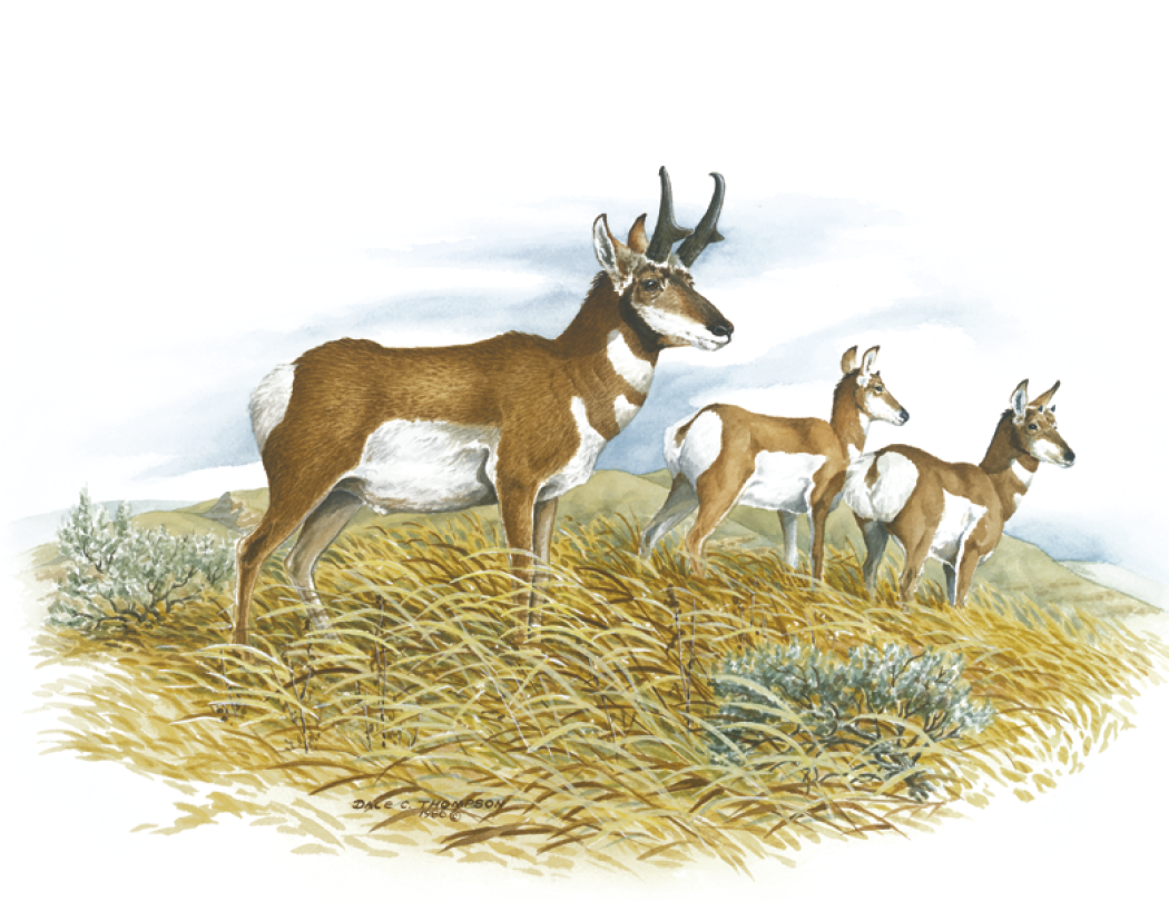 Good Value™ Wildlife Trek - Stapled Calendar 27