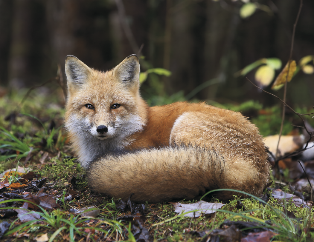 HotLine® Products Wildlife Appointment Calendar - Stapled 5