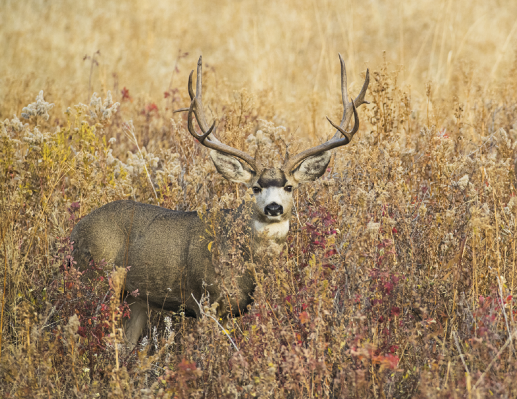 Triumph® Calendars Southcentral Sportsman Calendar 32