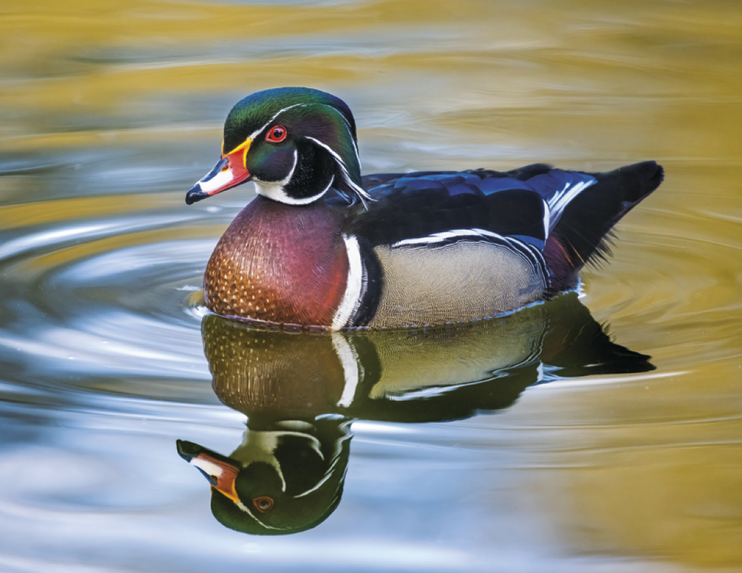 Good Value™ Waterfowl - Stapled Calendar 64