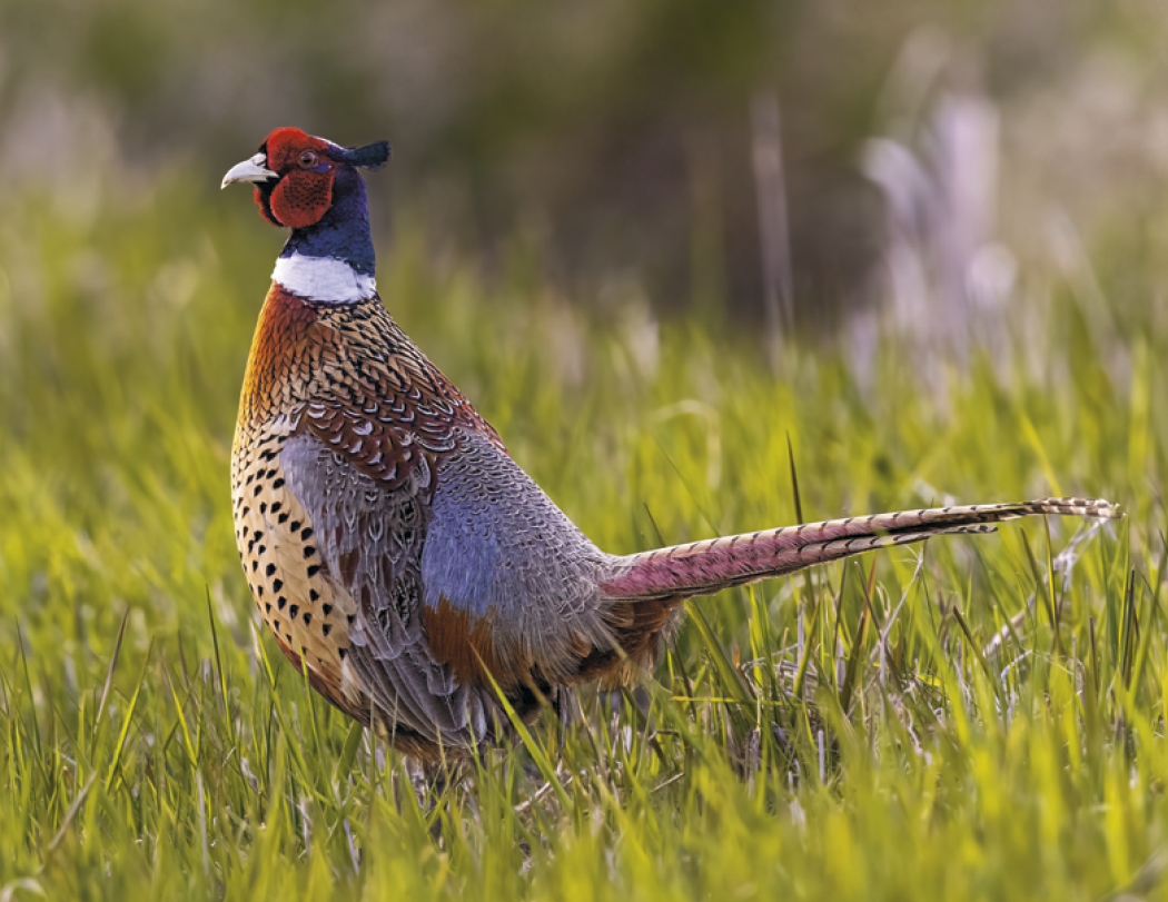 Triumph® Calendars Southcentral Sportsman Calendar 8