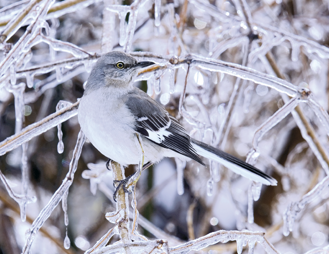 Triumph® Calendars Birds Calendar 12