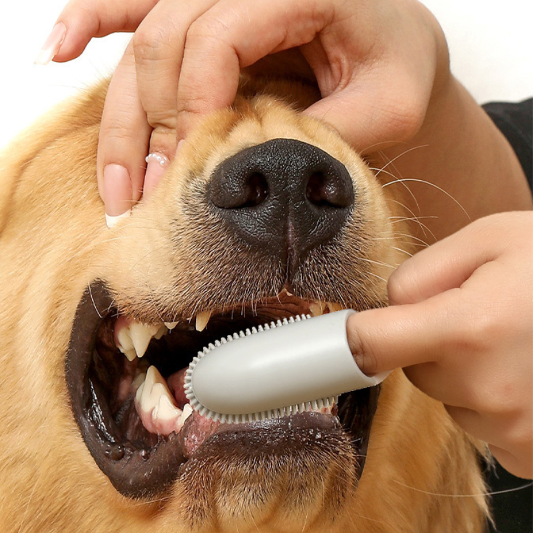 Pet Finger Cots Toothbrush 4