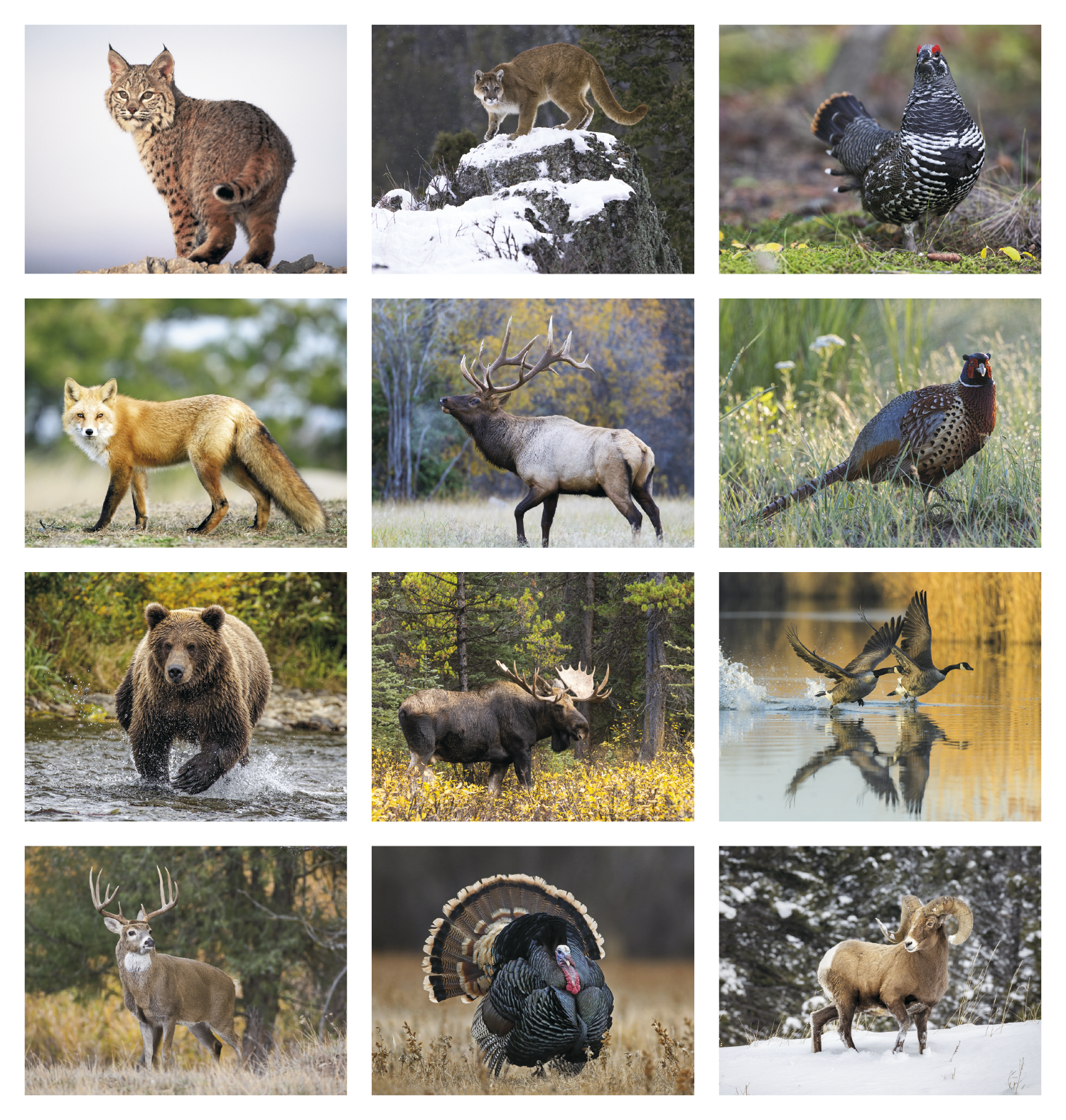 HotLine® Products Wildlife Appointment Calendar - Spiral 45