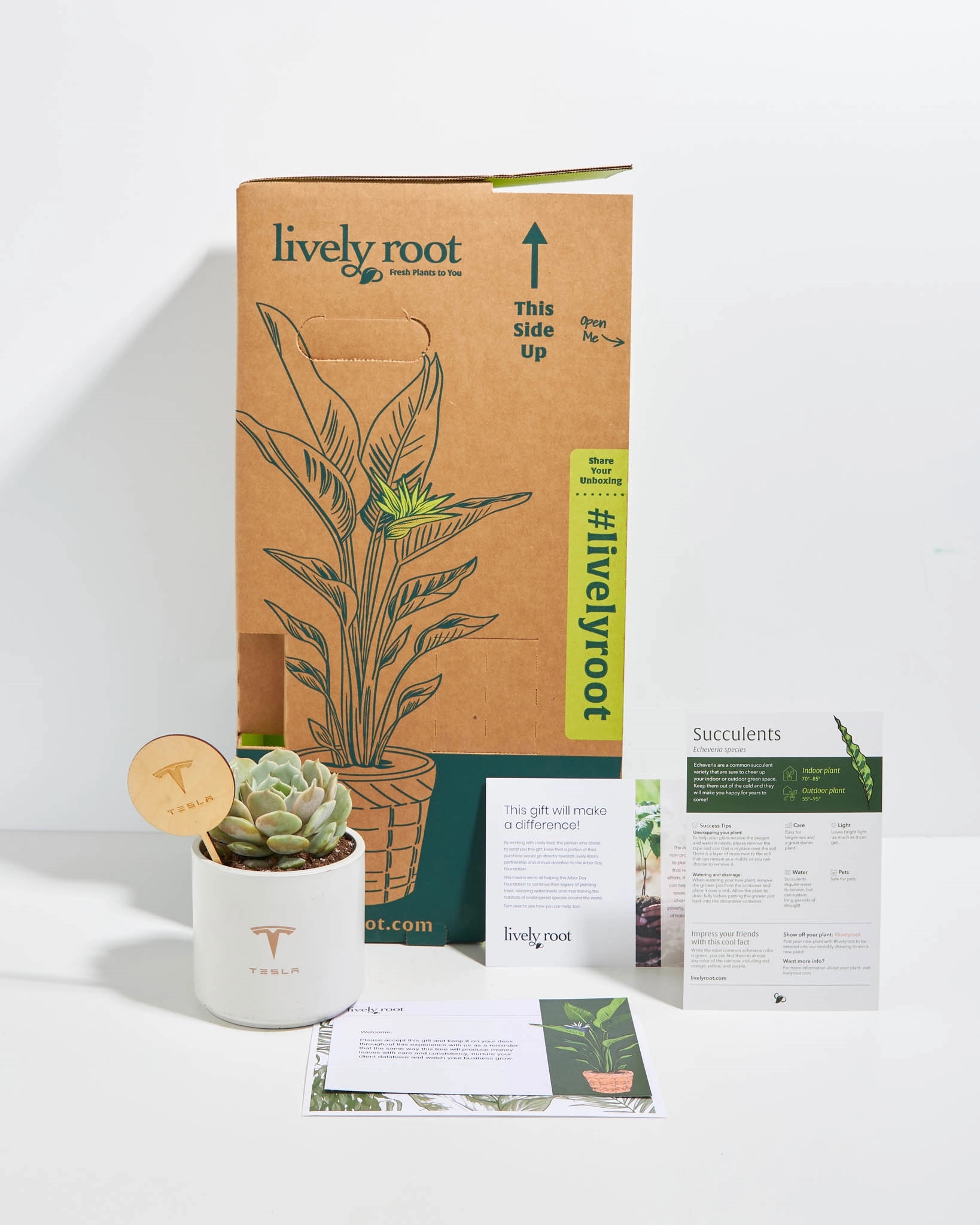 Echeveria Rose Succulent Plant Kit