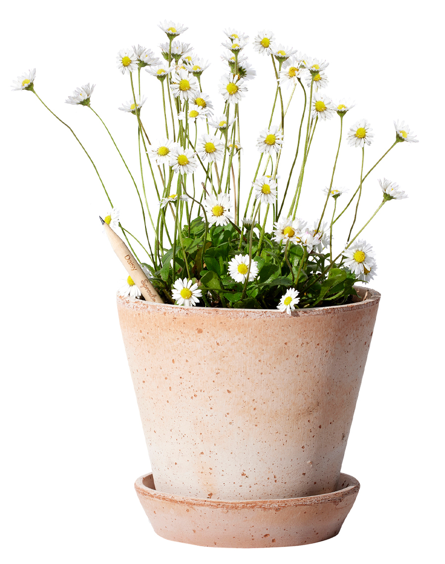 SproutWorld™ Pencil 69