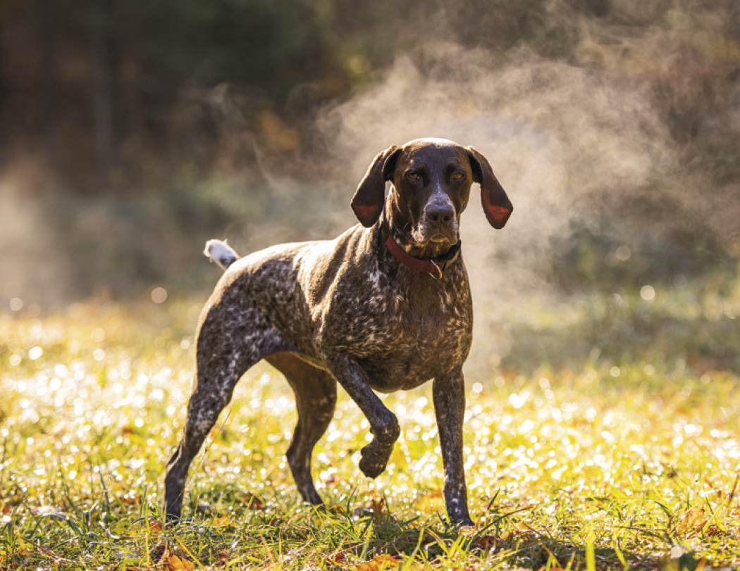 Good Value™ Sporting Dogs - Stapled Calendar 29
