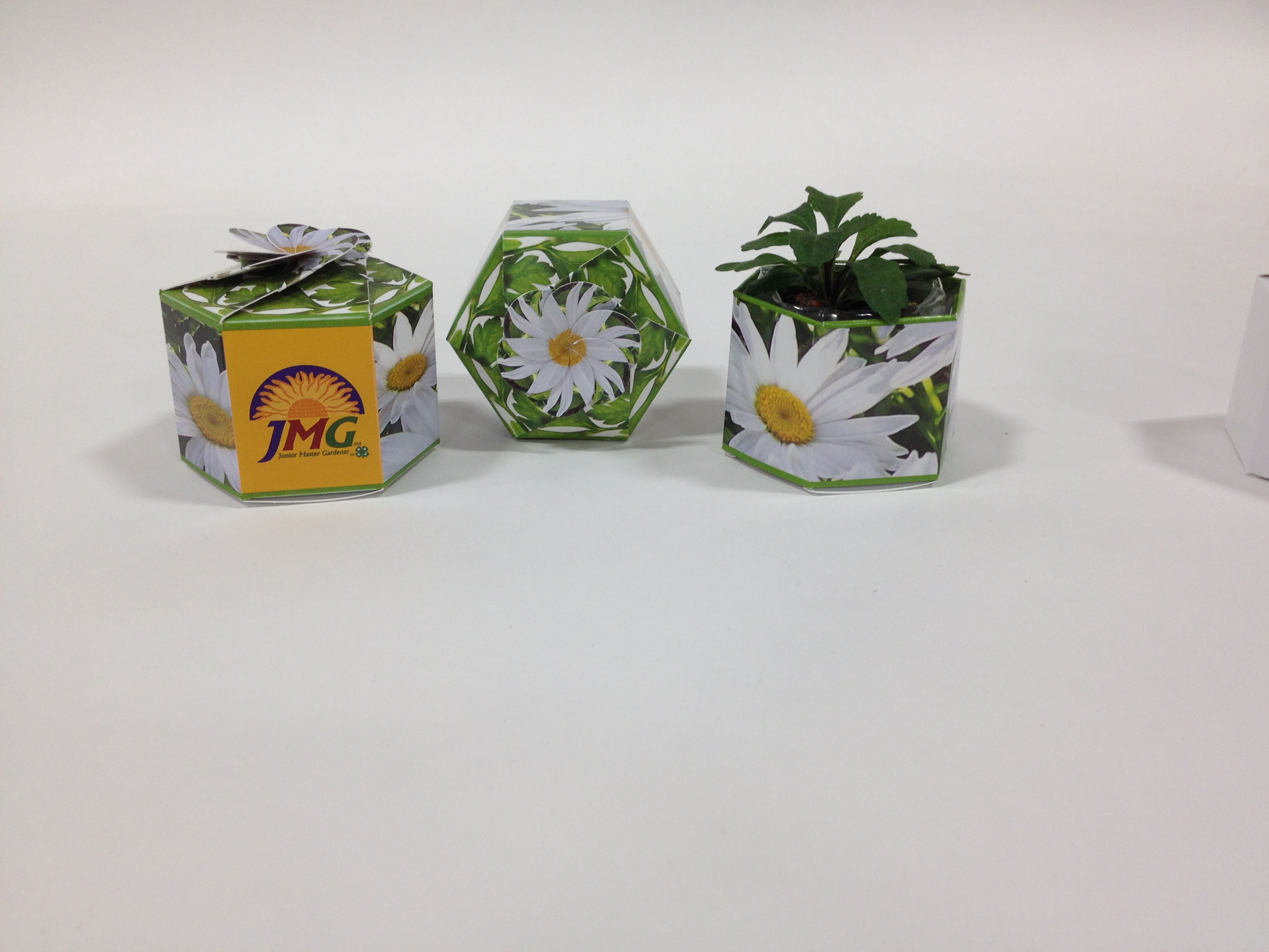Shasta Daisy SeedGems Paper Planter - Biodegradable grow kit 4
