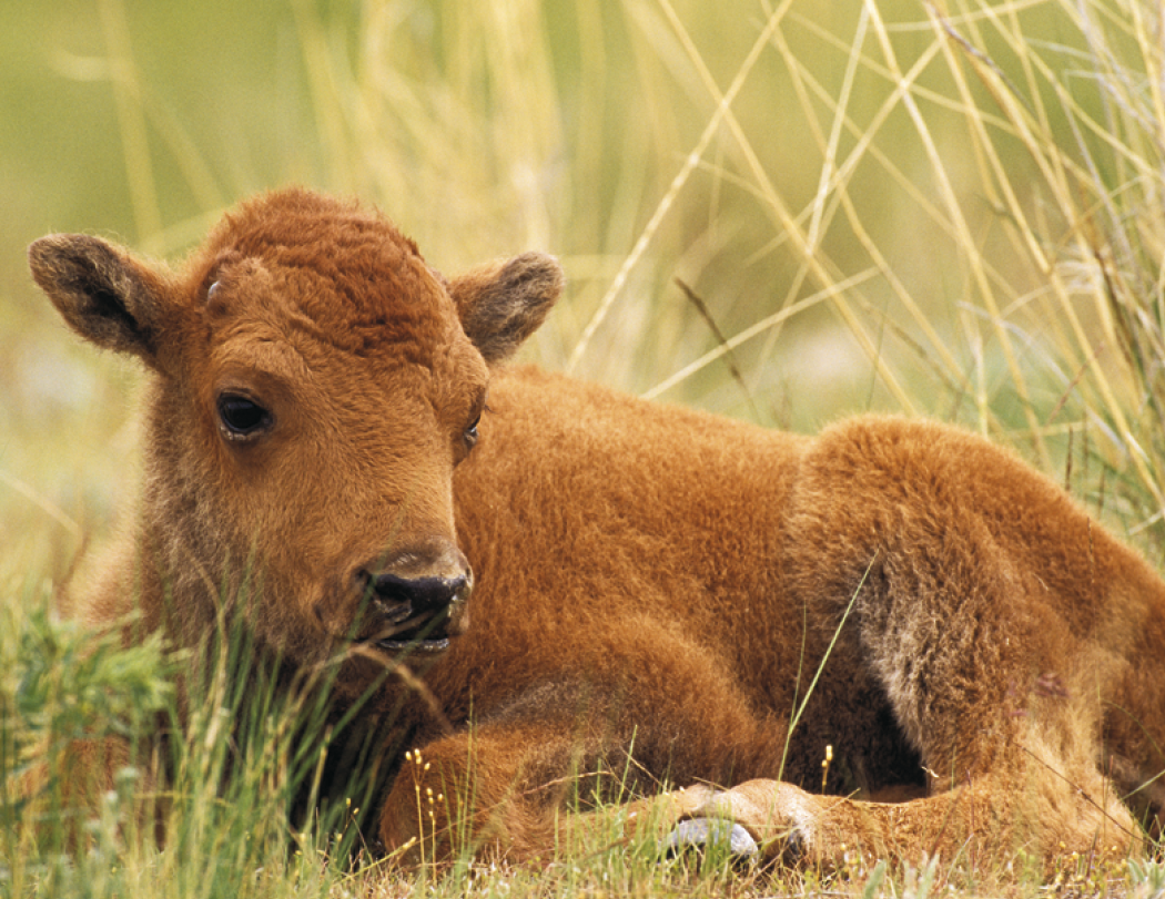 Good Value™ Baby Farm Animals - Stapled Calendar 11