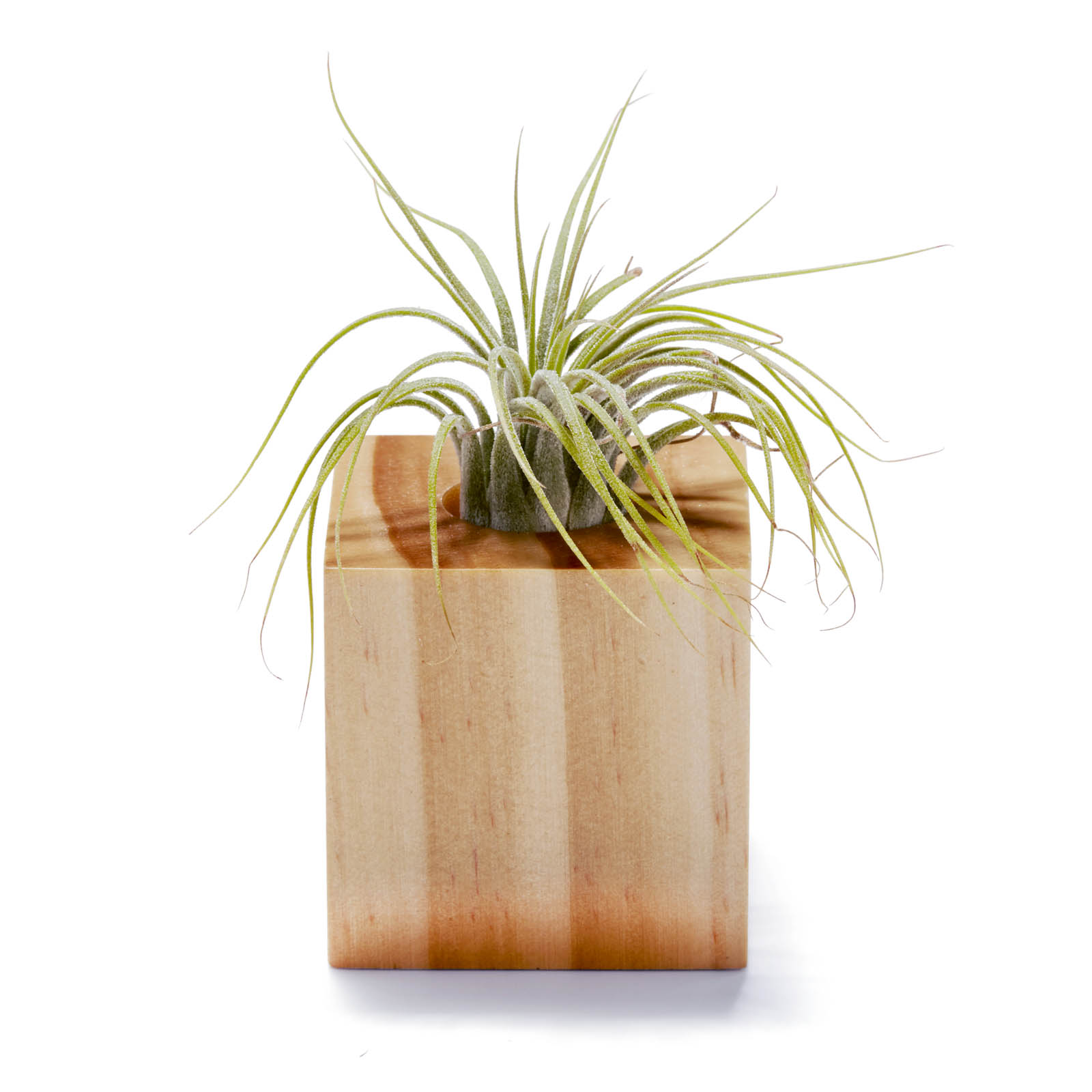 Air Plant 7