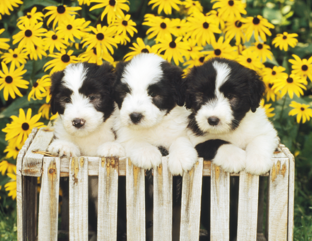 Good Value™ Puppies & Kittens - Spiral Calendar 54