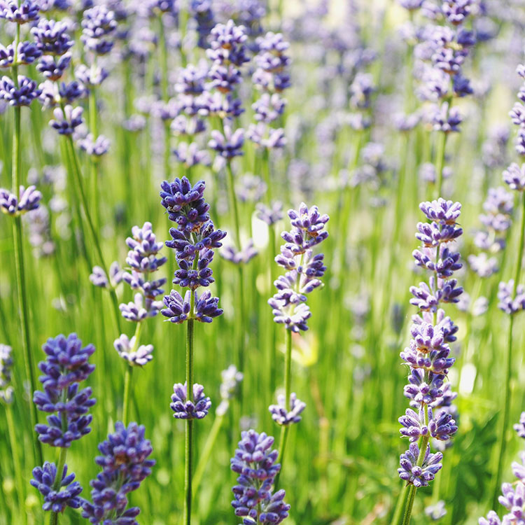 Self Watering Planter 13