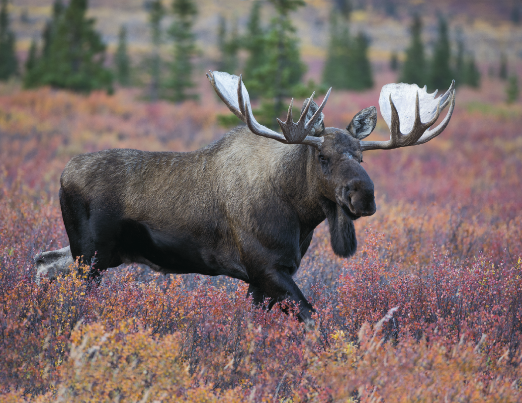 Triumph® Calendars Sportsman Calendar 21