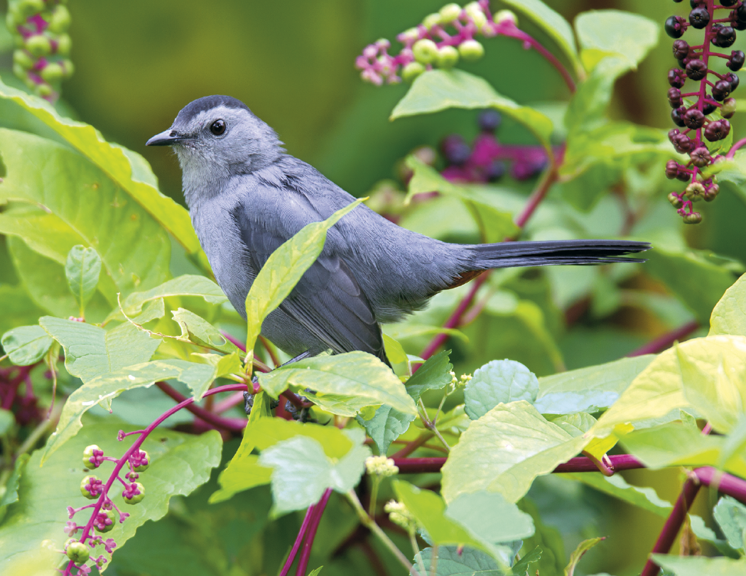 Triumph® Calendars Birds Calendar 16