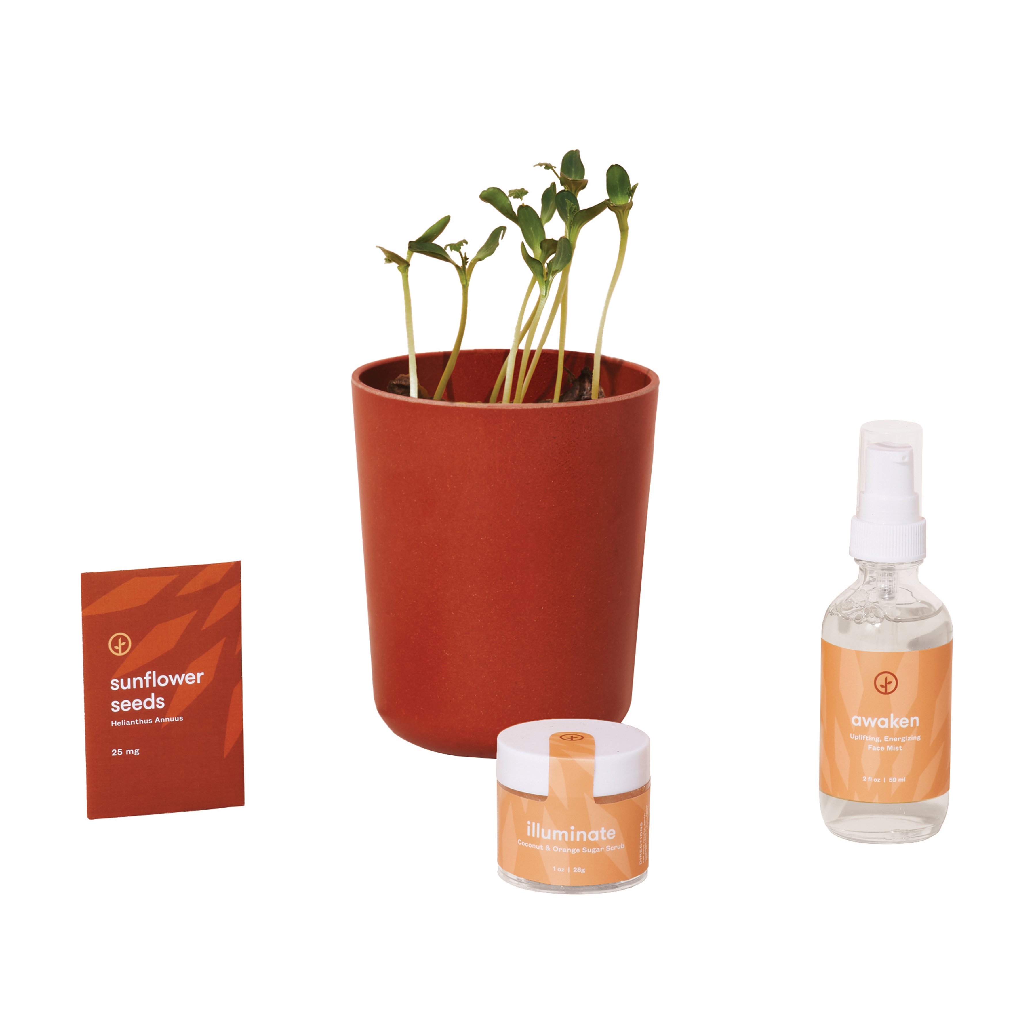Modern Sprout® Shine Bright Take Care Kit - Sunflower 10