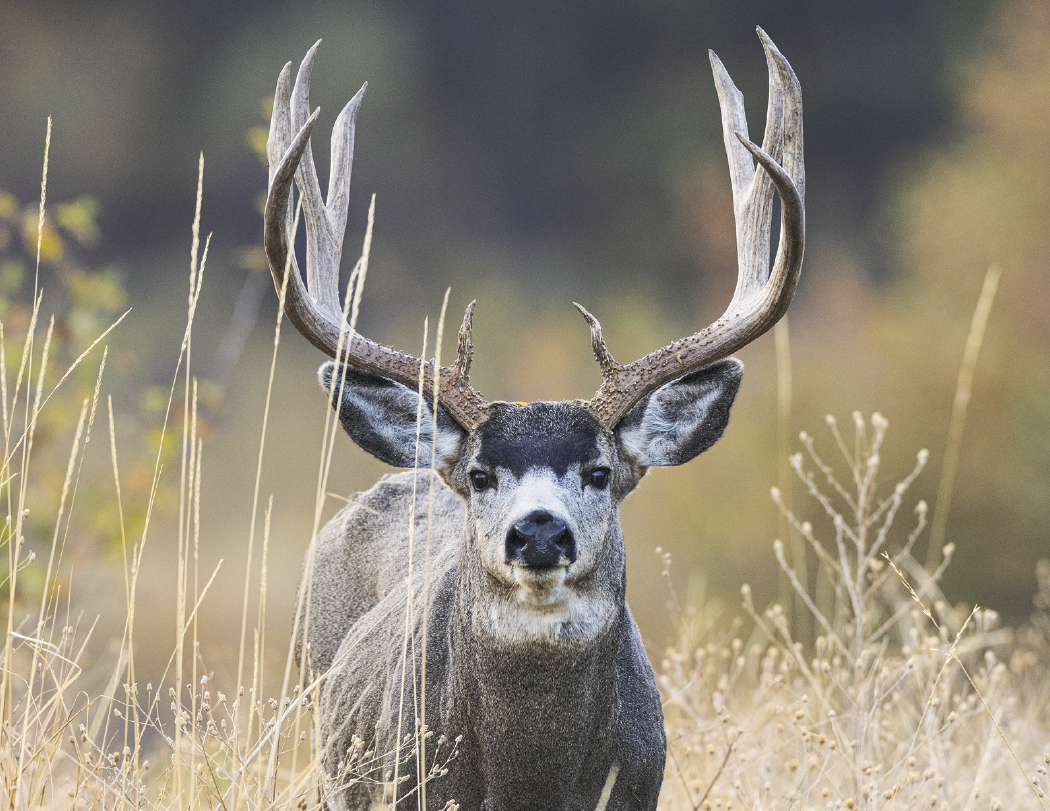 Triumph® Calendars North American Wildlife Calendar 58