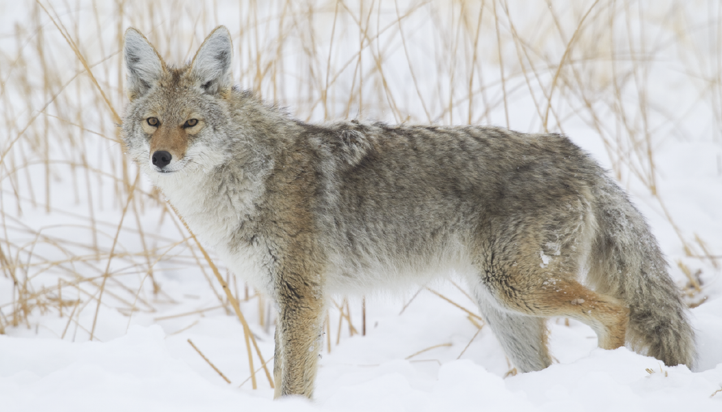 Triumph® Calendars Wildlife Calendar 13