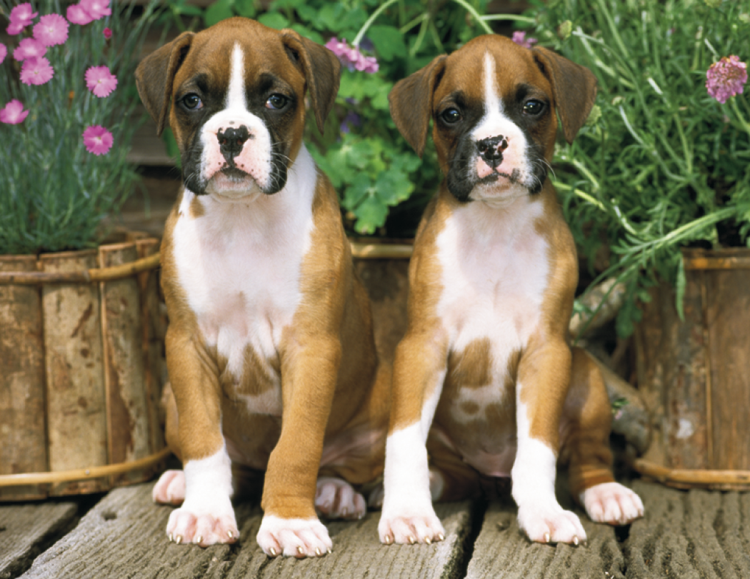Triumph® Calendars Puppies Calendar 56
