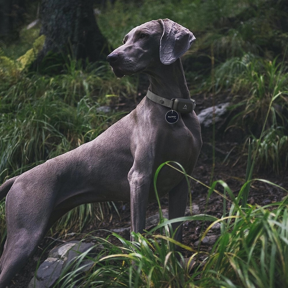 Mr.Tap PET Information Storing NFC Smart Dog & Cat ID Tag 5