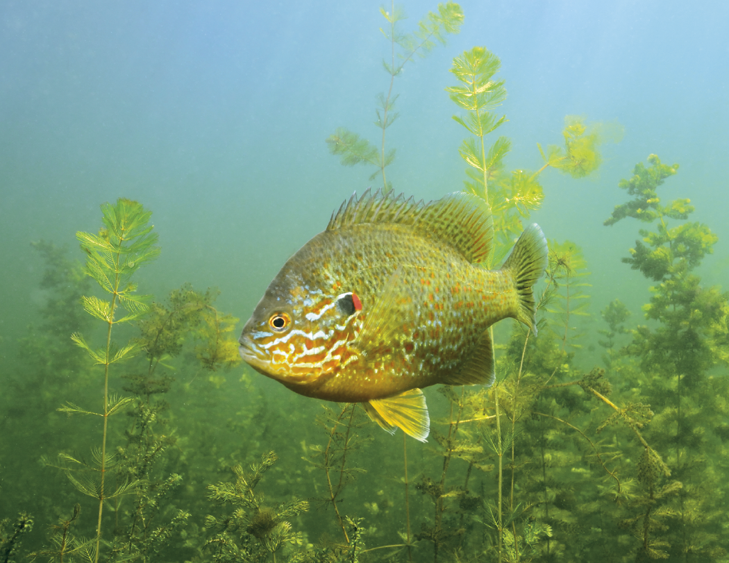 Good Value™ Fishing - Stapled Calendar