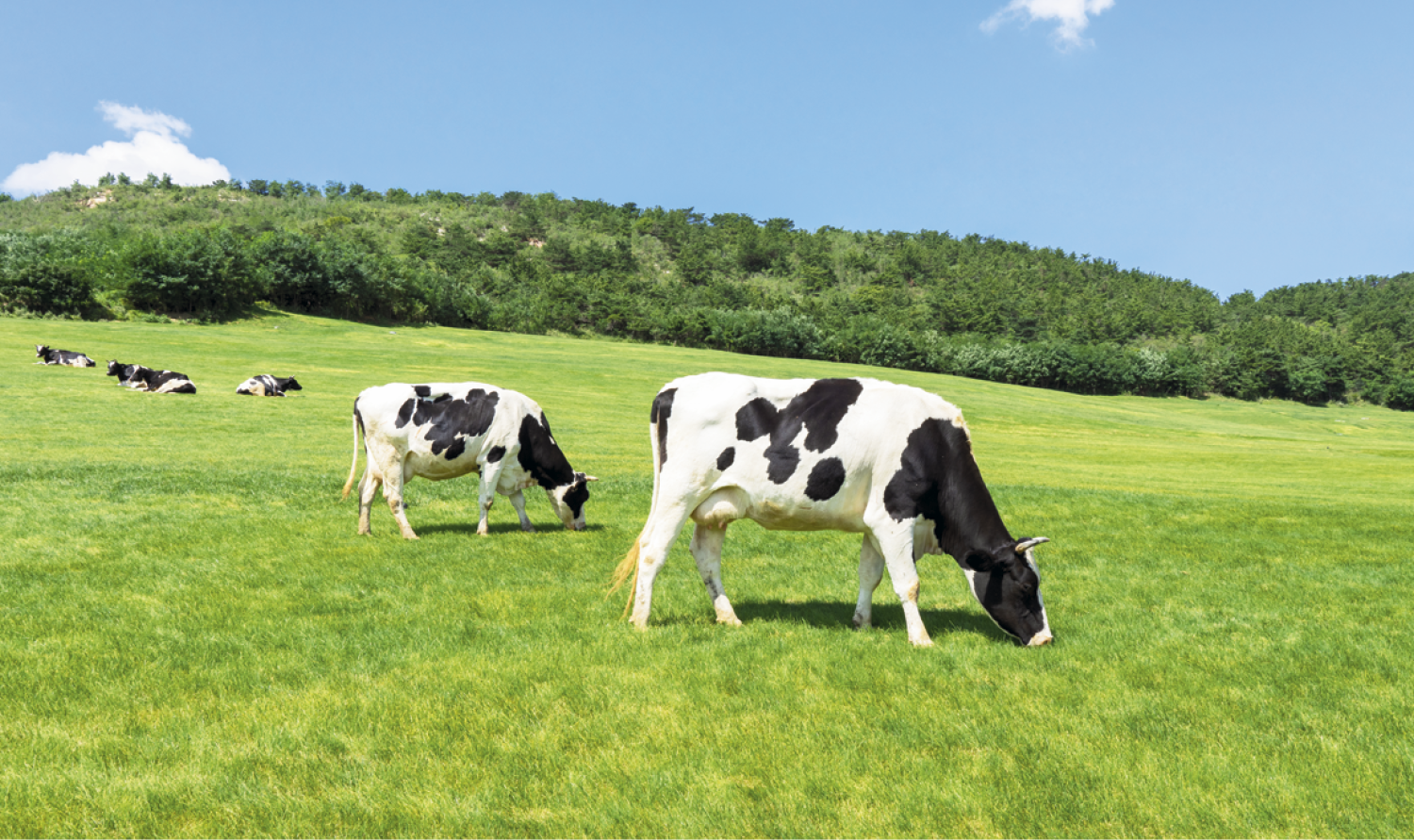 Triumph® Calendars Single Pocket Calendar 34