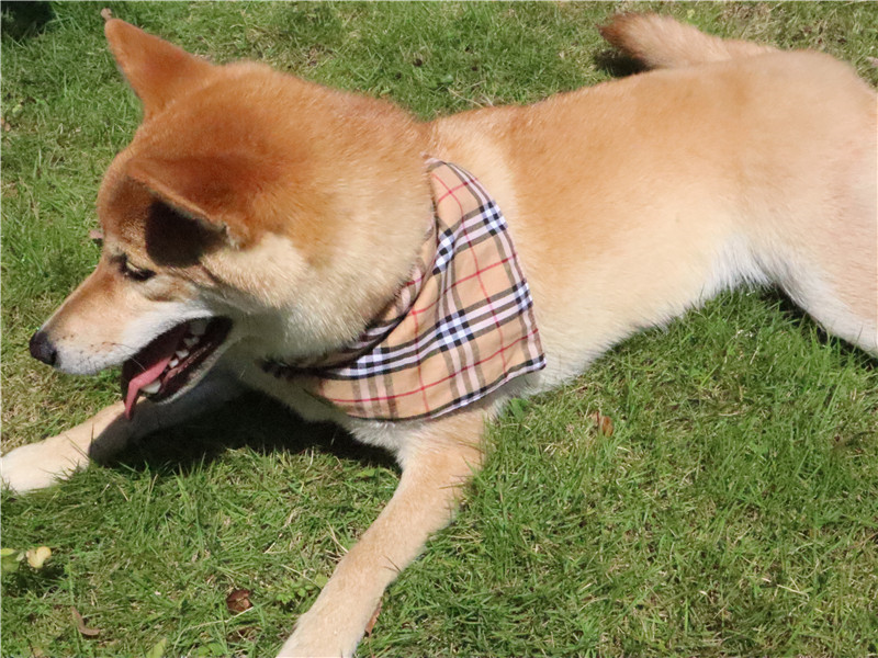 Custom Dog Bandana 4