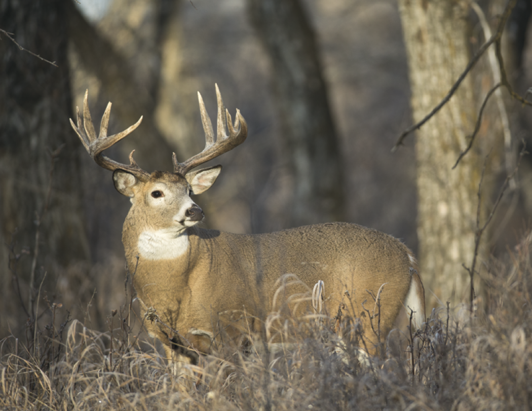Good Value™ Wildlife Portraits - Window Calendar 52