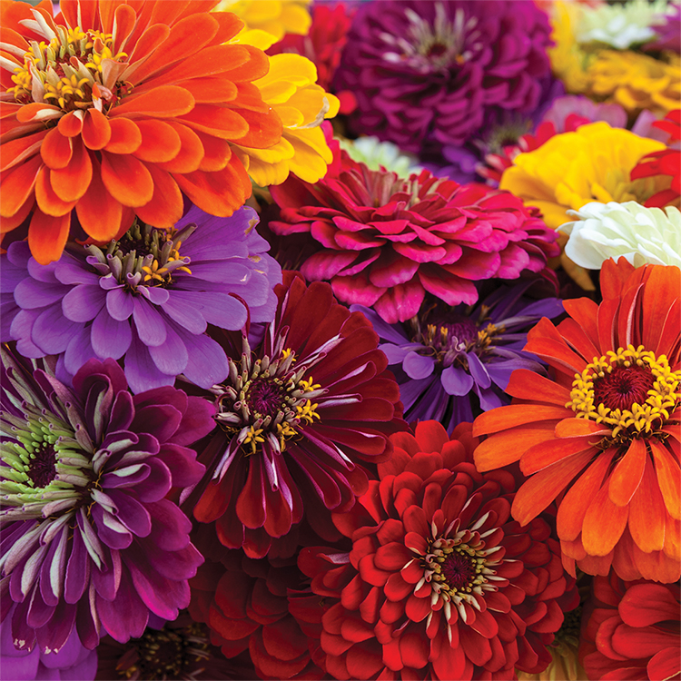 Self Watering Planter 2