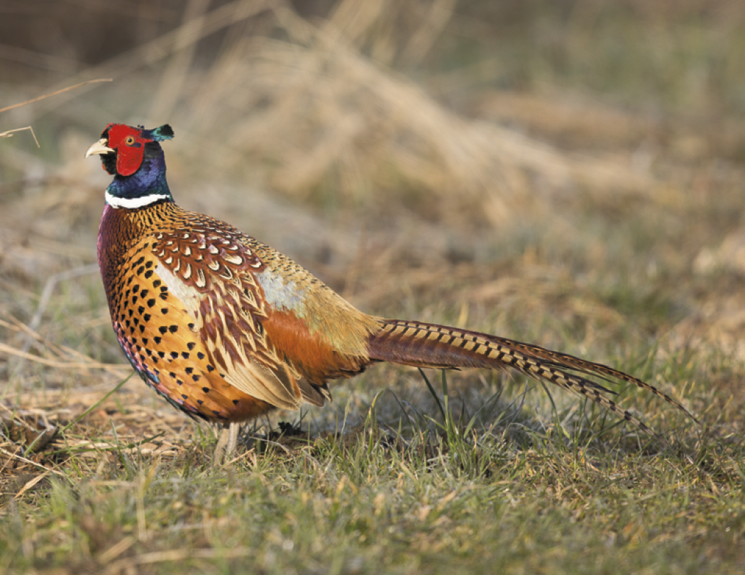 Good Value™ Wildlife Portraits - Spiral Calendar 32