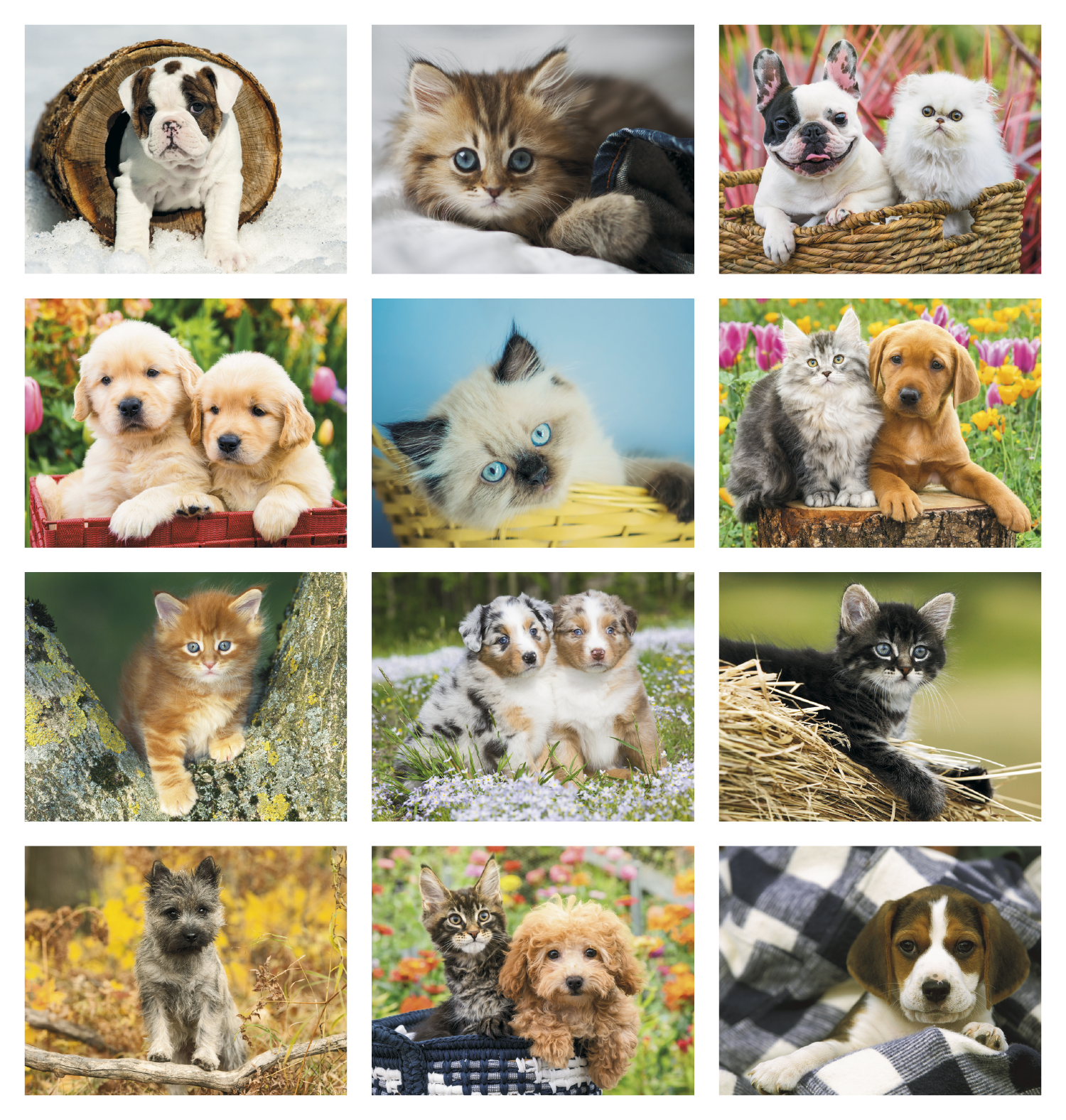 HotLine® Products Four Paws Appointment Calendar - Spiral 44