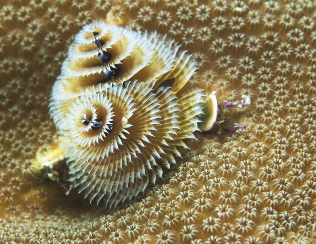 Good Value™ Ocean Glory - Stapled Calendar 12