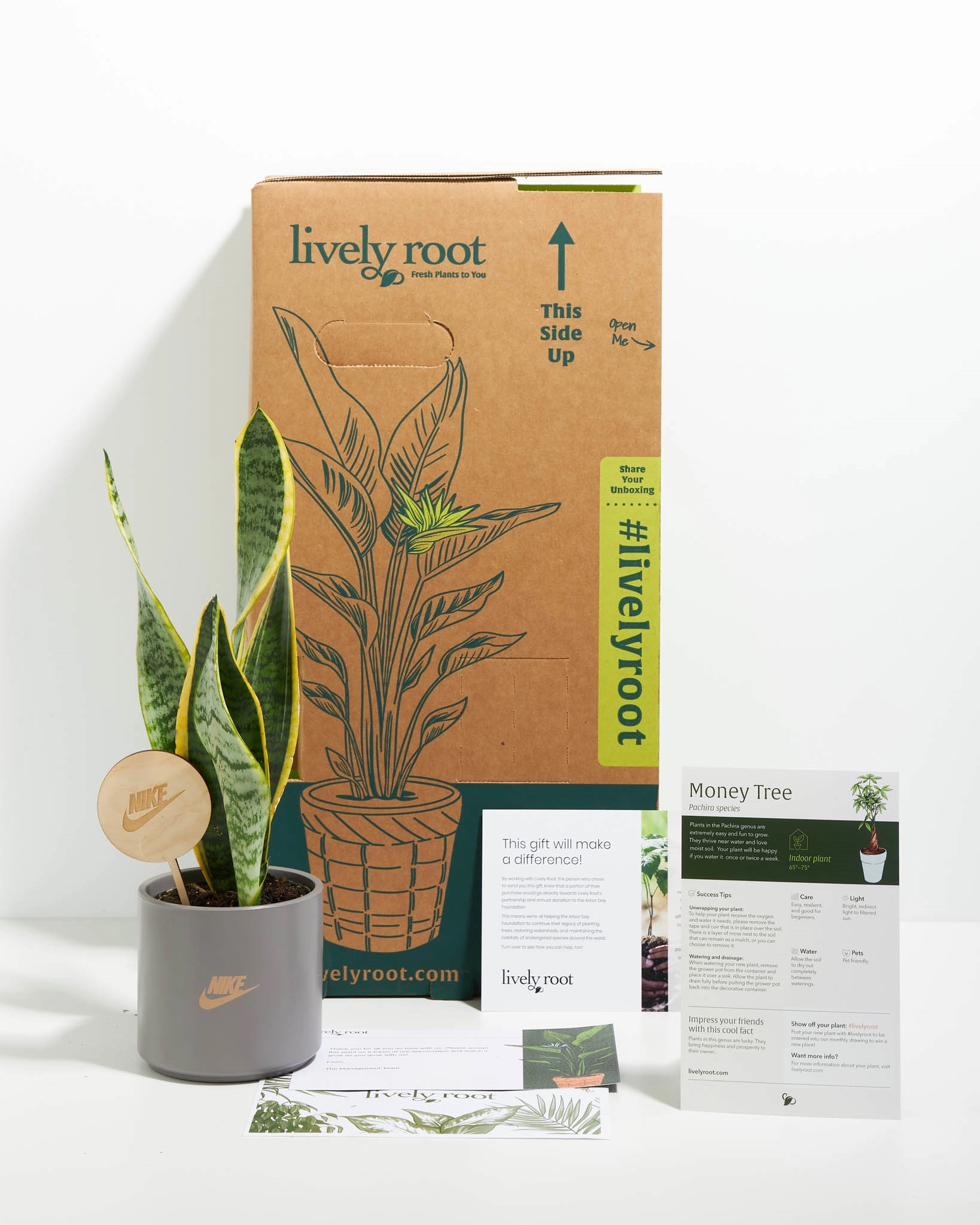 Lil' Bit Variegated Laurentii Snake Plant