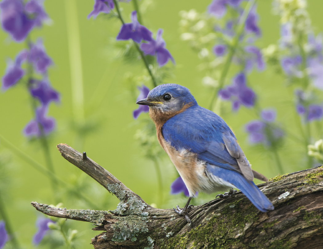 HotLine® Products Songbirds Appointment Calendar - Stapled 27