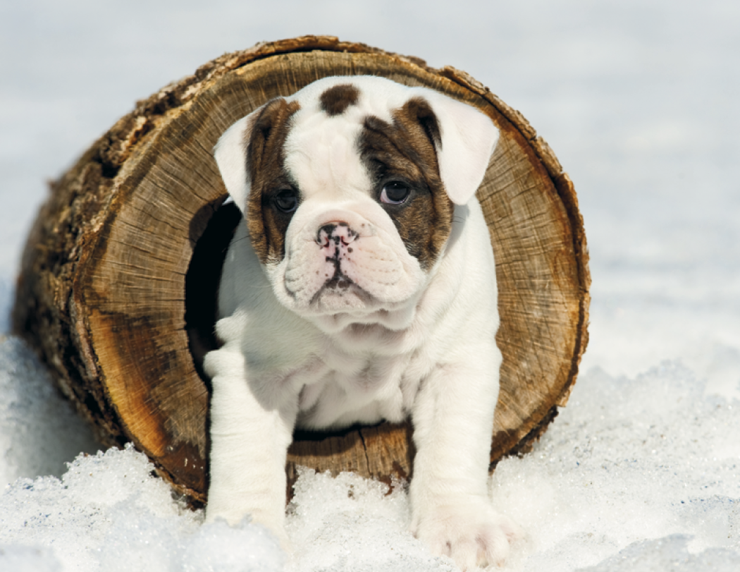 HotLine® Products Four Paws Appointment Calendar - Spiral 23