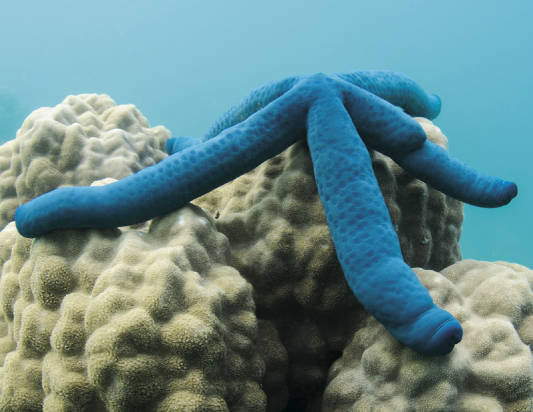 Good Value™ Ocean Glory - Stapled Calendar 37