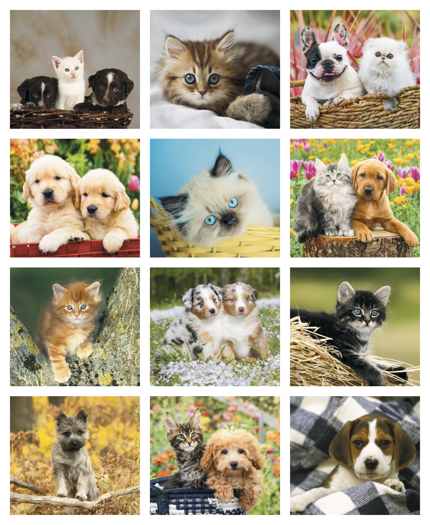 Good Value™ Puppies & Kittens - Mini Calendar 10
