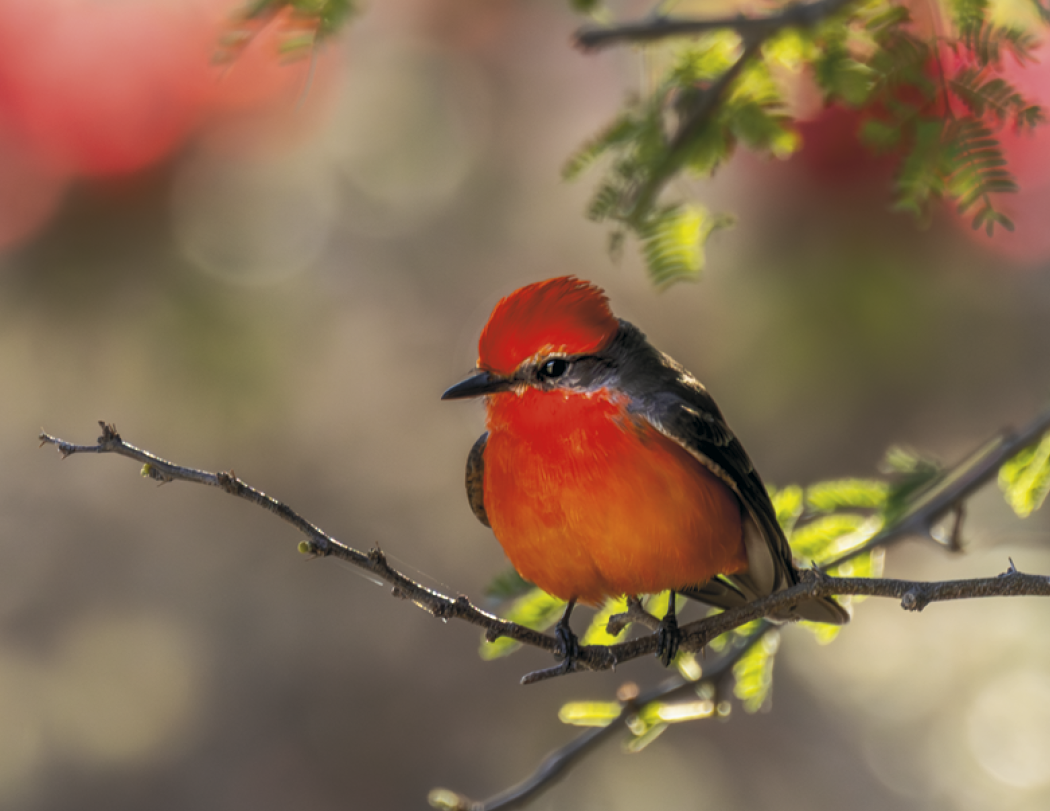 Good Value™ Birds of North America - Spiral Calendar 41