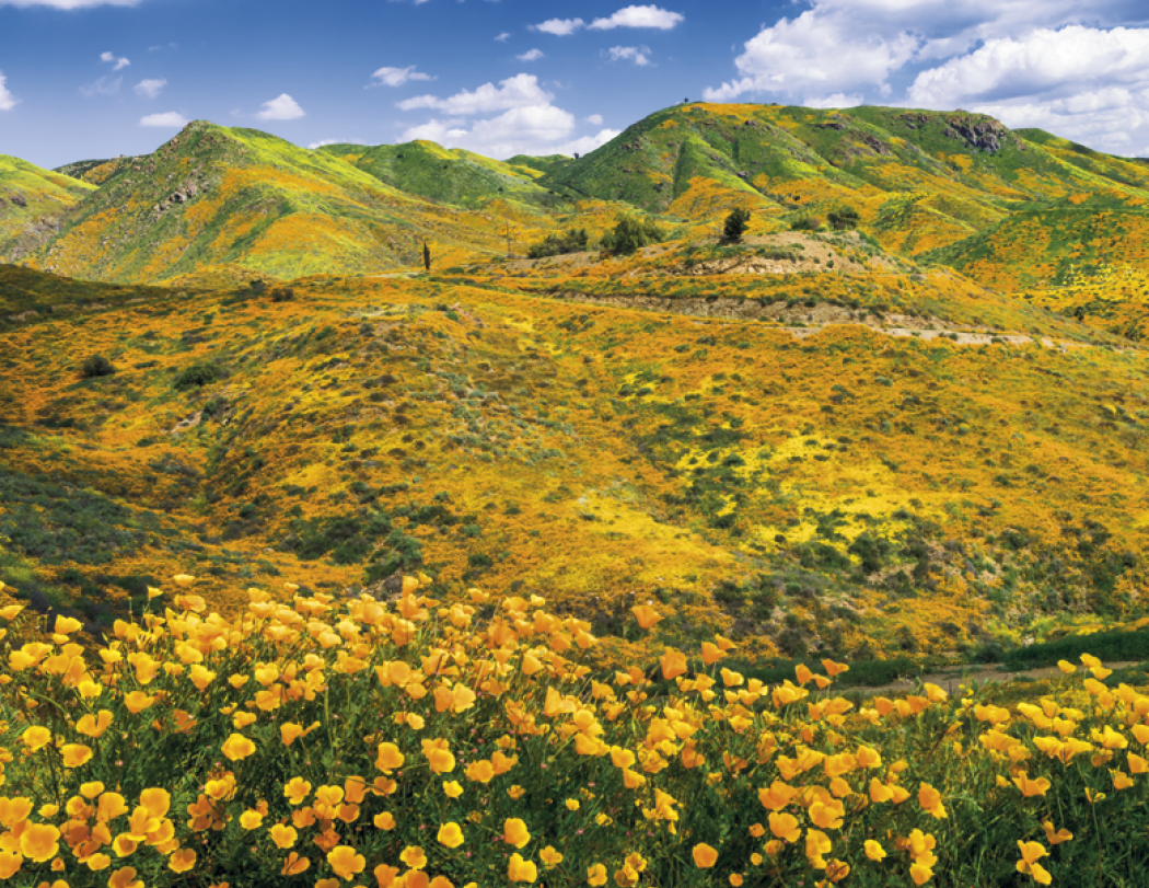 HotLine® Products California Appointment Calendar - Stapled 55