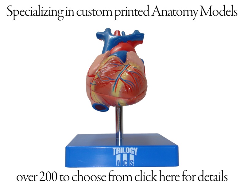 Anatomy Models 2