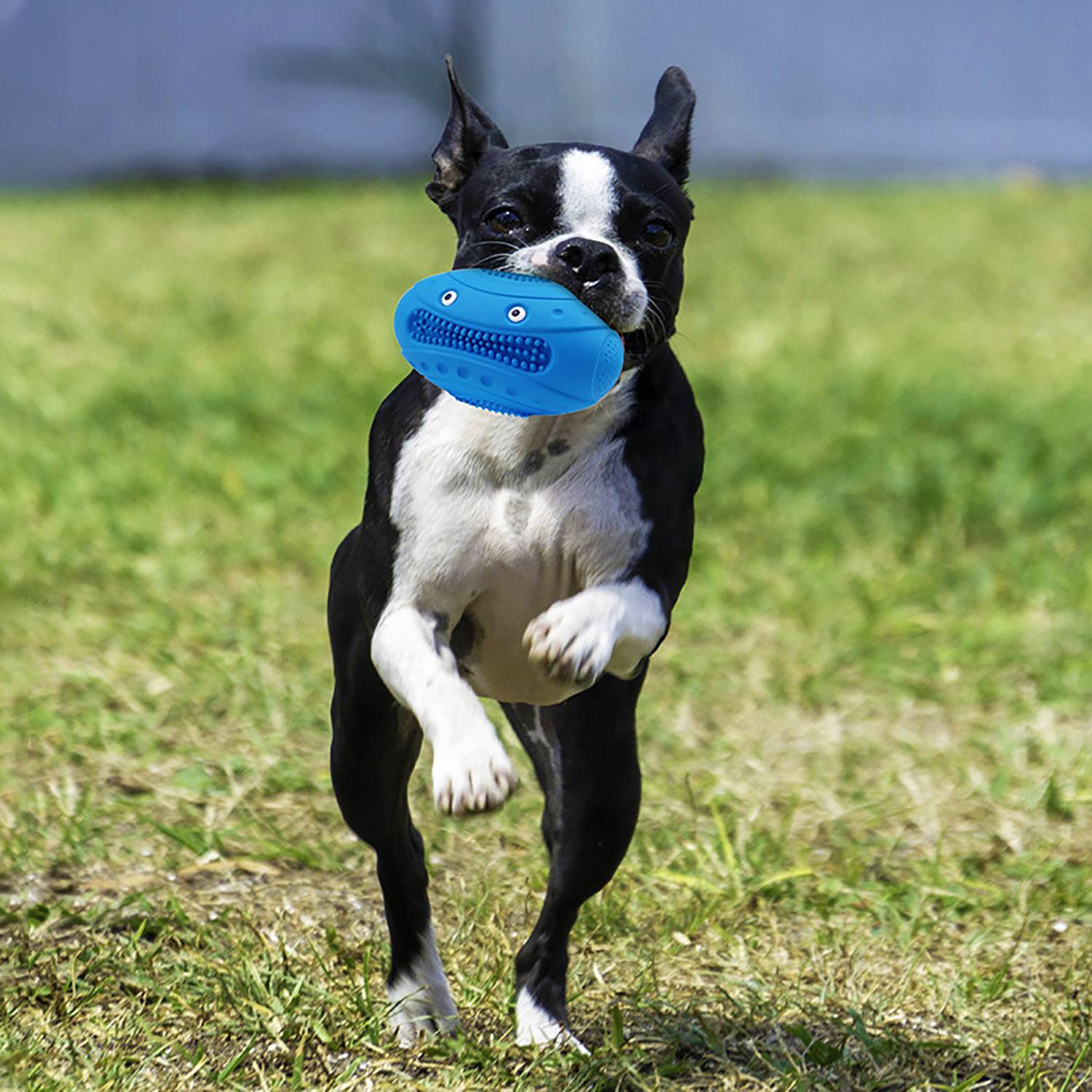 Squeaky Rugby Pet Toy 1