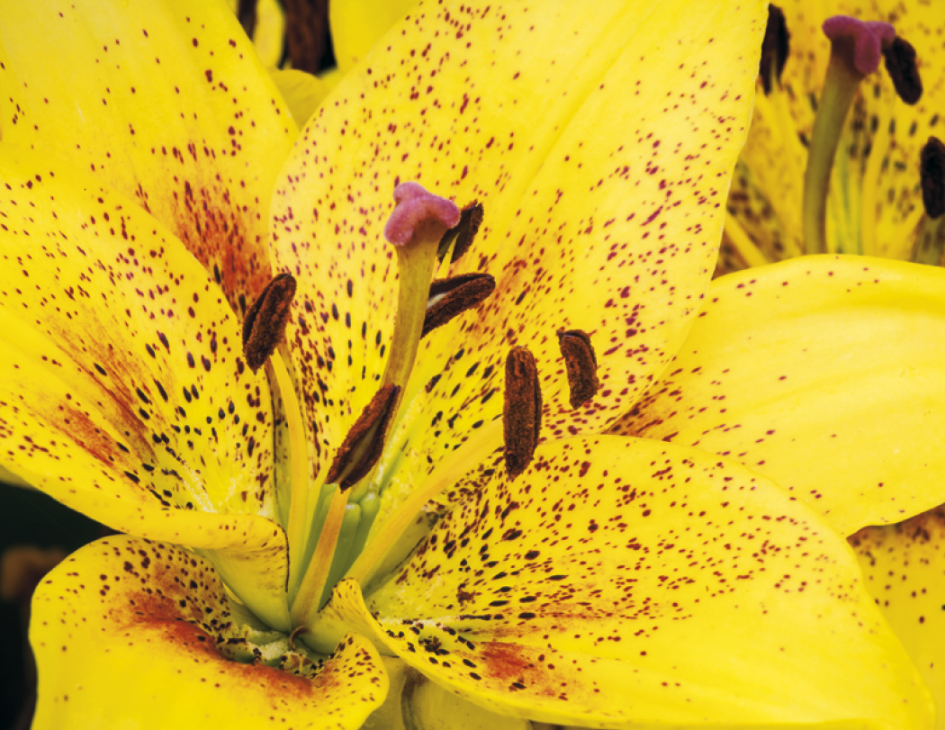 Good Value™ Flowers - Spiral Calendar 60