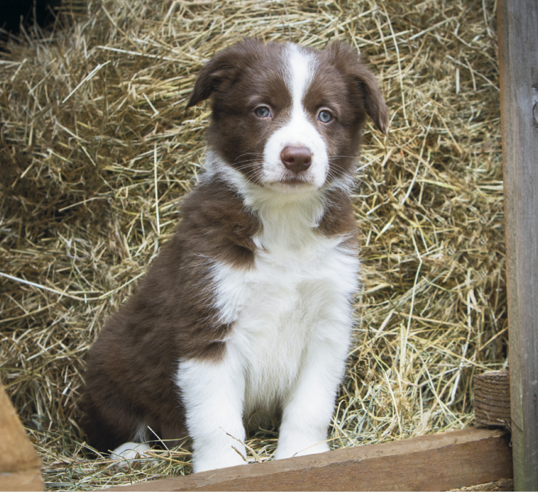 Good Value™ Puppies & Kittens - Mini Calendar 53