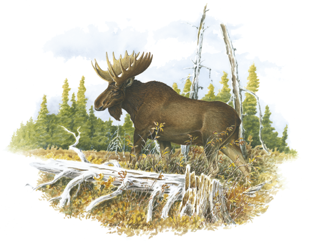 Good Value™ Wildlife Trek - Stapled Calendar 10