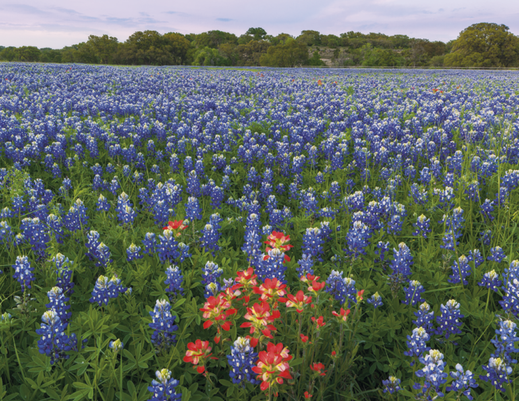 Triumph® Calendars Texas Calendar 22