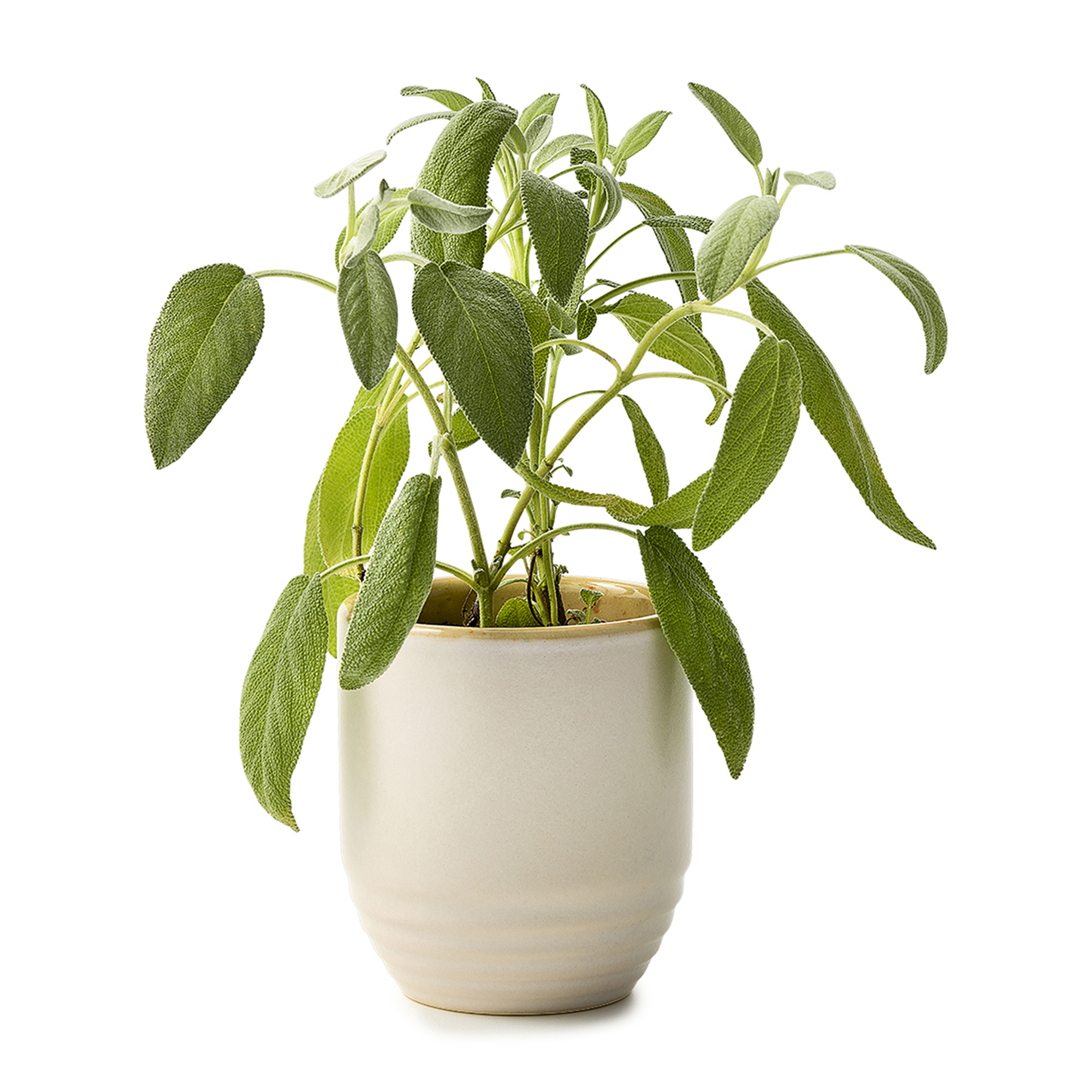 Modern Sprout® Garden Vibes Candle/Planter 32